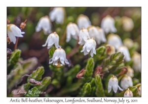 Arctic Bell-heather