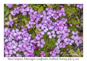 Moss Campion