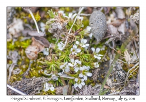 Fringed Sandwort