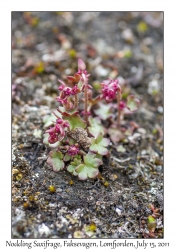 Nodding Saxifrage