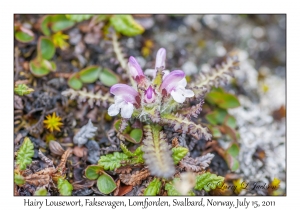 Hairy Lousewort