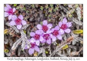 Purple Saxifrage