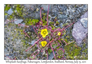 Whiplash Saxifrage