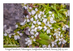 Fringed Sandwort