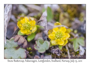 Snow Buttercup