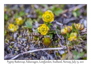 Pygmy Buttercup