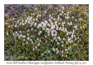 Arctic Bell-heather