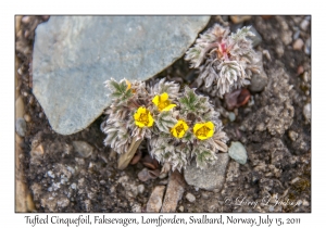 Tufted Cinquefoil