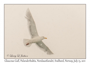 Glaucous Gull