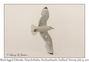 Black-legged Kittiwake