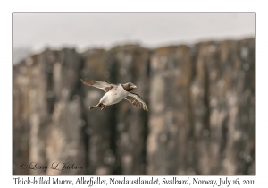 Thick-billed Murre