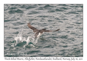 Thick-billed Murre