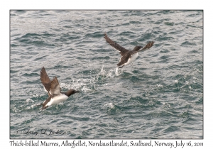 Thick-billed Murres