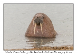 Atlantic Walrus