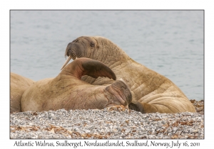 Atlantic Walrus