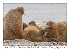 Atlantic Walrus