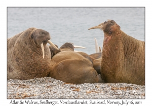 Atlantic Walrus