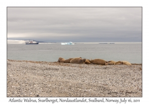 Atlantic Walrus