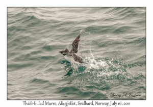 Thick-billed Murre