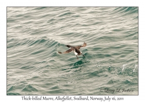 Thick-billed Murre