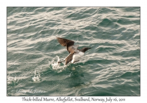 Thick-billed Murre