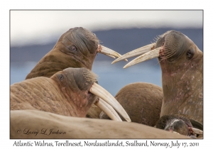 2011-07-17#1808 Odobenus r rosmarus, Torellneset, Nordaustlandet, Svalbard, Norway