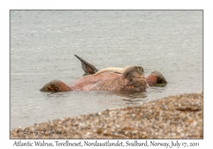 2011-07-17#1855 Odobenus r rosmarus, Torellneset, Nordaustlandet, Svalbard, Norway