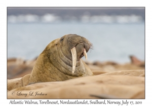 2011-07-17#1856 Odobenus r rosmarus, Torellneset, Nordaustlandet, Svalbard, Norway