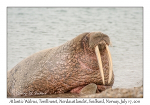 2011-07-17#1881 Odobenus r rosmarus, Torellneset, Nordaustlandet, Svalbard, Norway