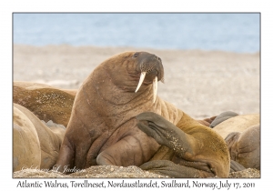 2011-07-17#1901 Odobenus r rosmarus, Torellneset, Nordaustlandet, Svalbard, Norway