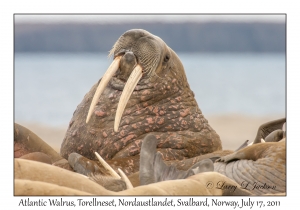 2011-07-17#1904 Odobenus r rosmarus, Torellneset, Nordaustlandet, Svalbard, Norway