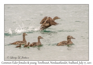 2011-07-17#1935 Somateria mollissima, females & young, Torellneset, Nordaustlandet, Svalbard, Norway