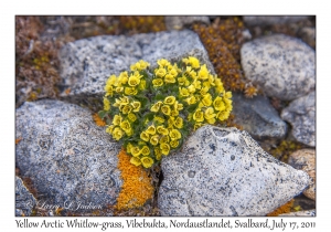 2011-07-17#4028 Draba bellii, Vibebukta, Nordaustlandet, Svalbard