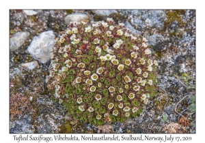 2011-07-17#4031 Saxifraga cespitosa, Vibebukta, Nordaustlandet, Svalbard