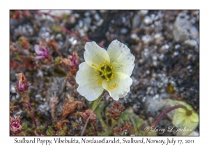 2011-07-17#4033 Papaver dahlianum, Vibebukta, Nordaustlandet, Svalbard