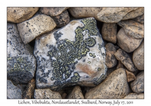 2011-07-17#4037 Lichen, Vibebukta, Nordaustlandet, Svalbard