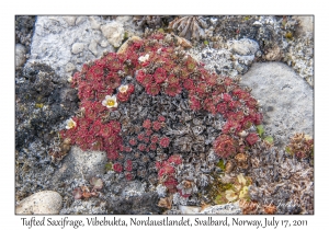 2011-07-17#4045 Saxifraga cespitosa, Vibebukta, Nordaustlandet, Svalbard