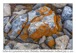 2011-07-17#4046 Lichen, Vibebukta, Nordaustlandet, Svalbard