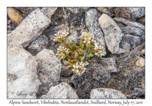 2011-07-17#4052 Minutria rubella, Vibebukta, Nordaustlandet, Svalbard