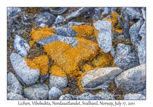 2011-07-17#4056 Lichen, Vibebukta, Nordaustlandet, Svalbard