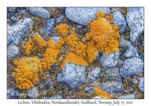 2011-07-17#4058 Lichen, Vibebukta, Nordaustlandet, Svalbard