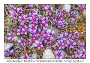 2011-07-17#4060 Saxifraga oppositifolia, Vibebukta, Nordaustlandet, Svalbard