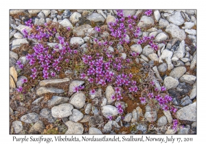 2011-07-17#4064 Saxifraga oppositifolia, Vibebukta, Nordaustlandet, Svalbard