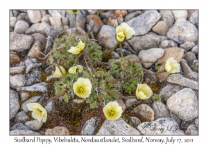 2011-07-17#4069 Papaver dahlianum, Vibebukta, Nordaustlandet, Svalbard