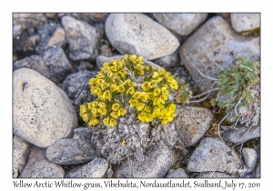 2011-07-17#4072 Draba bellii, Vibebukta, Nordaustlandet, Svalbard