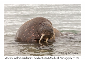 2011-07-17#4132 Odobenus r rosmarus, Torellneset, Nordaustlandet, Svalbard, Norway