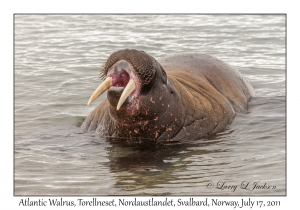 2011-07-17#4138 Odobenus r rosmarus, Torellneset, Nordaustlandet, Svalbard, Norway