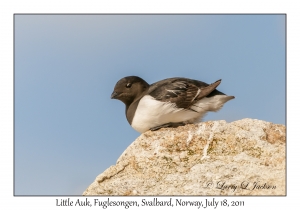 2011-07-18#2035 Alle alle, Fuglesongen, Svalbard