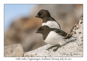 2011-07-18#2075 Alle alle, Fuglesongen, Svalbard