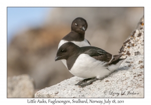 2011-07-18#2080 Alle alle, Fuglesongen, Svalbard